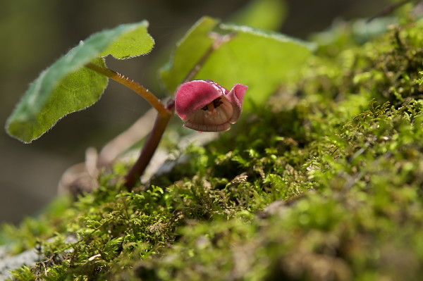 写真集 No.21 －芽吹きの森－