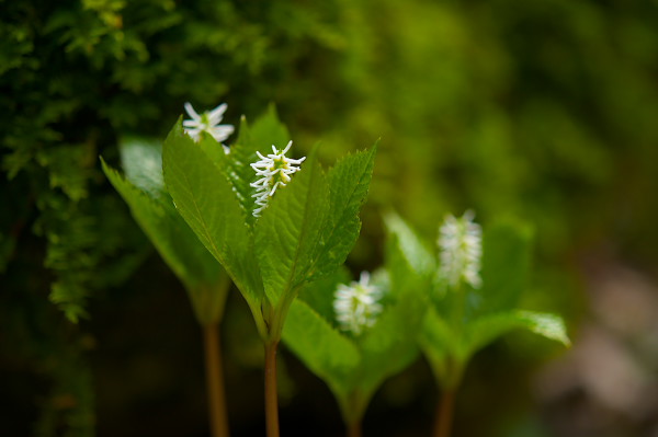 写真集 No.22 －芽吹きの森－