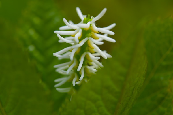 写真集 No.23 －芽吹きの森－