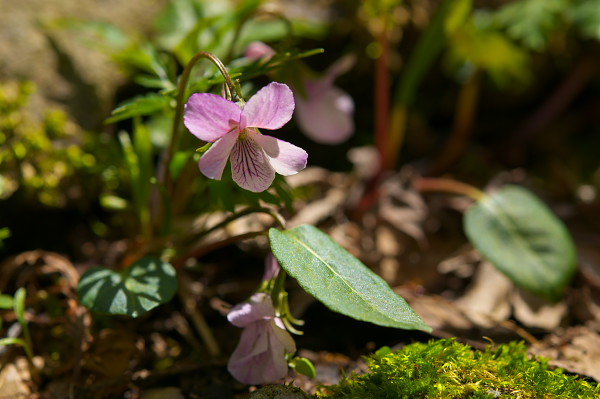 写真集 No.24 －芽吹きの森－