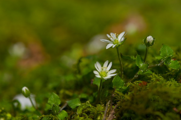 写真集 No.25 －芽吹きの森－