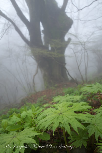 写真集 No.1 －霧中の森，山野草散策－