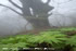 皿ヶ峰の霧中風景と山野草－写真集