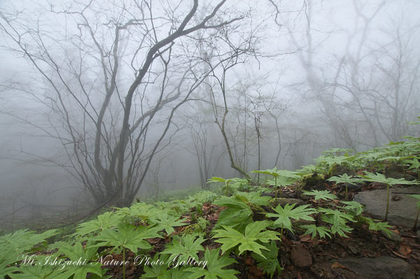 写真集 No.2 －霧中の森，山野草散策－