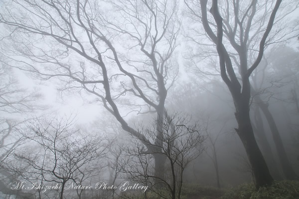 写真集 No.3 －霧中の森，山野草散策－