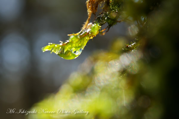 写真集 No.5 －霧中の森，山野草散策－