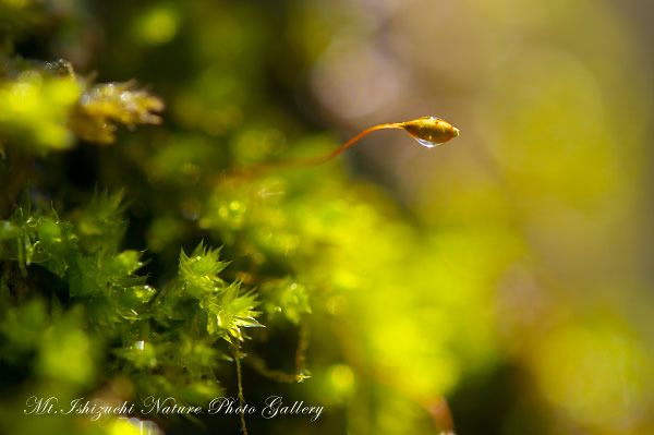 写真集 No.6 －霧中の森，山野草散策－