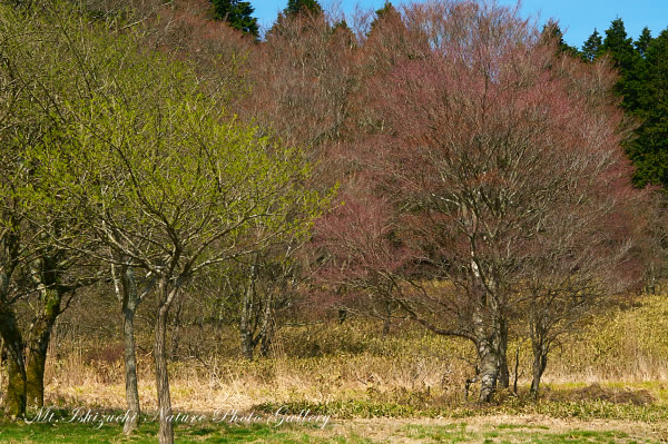 写真集 No.7 －霧中の森，山野草散策－