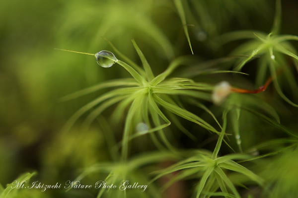 写真集 No.8 －霧中の森，山野草散策－