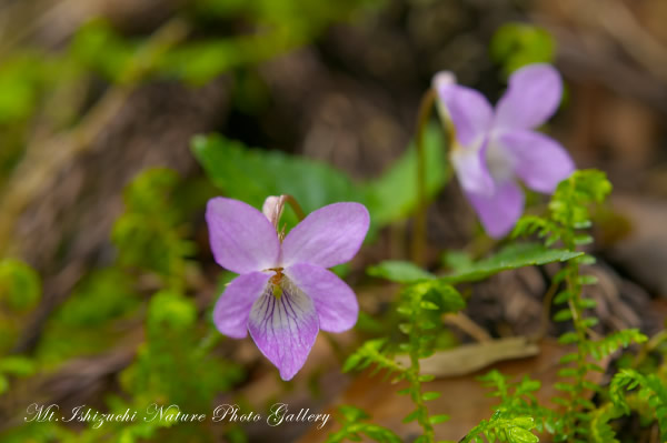 写真集 No.15 －霧中の森，山野草散策－