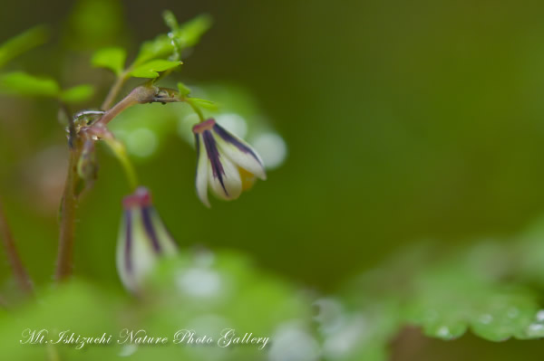 写真集 No.16 －霧中の森，山野草散策－