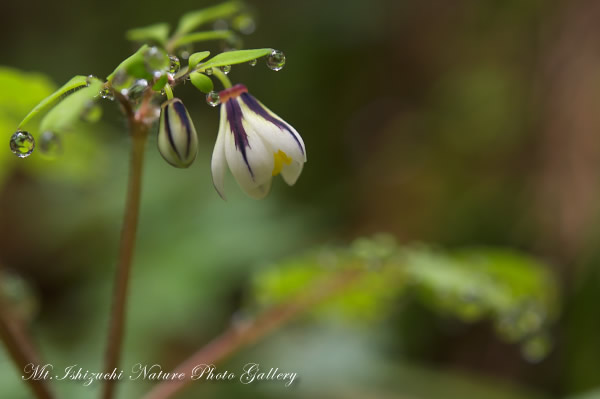 写真集 No.17 －霧中の森，山野草散策－