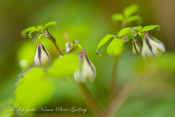 写真集 No.18 －霧中の森，山野草散策－