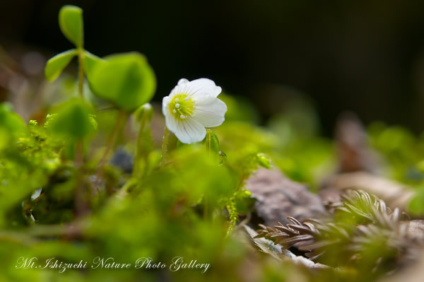 写真集 No.23 －霧中の森，山野草散策－