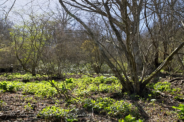 高画質写真集 No.11 －芽吹きの森の息吹－