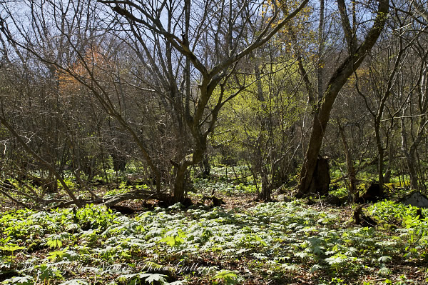 高画質写真集 No.13 －芽吹きの森の息吹－