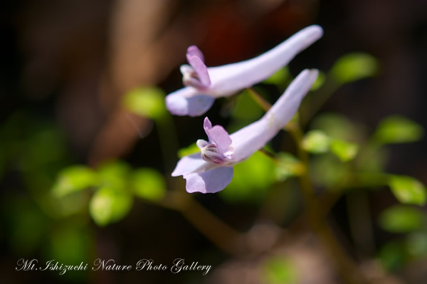 高画質写真集 No.21 －芽吹きの森の息吹－