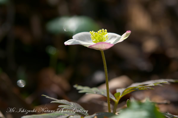 高画質写真集 No.22 －芽吹きの森の息吹－