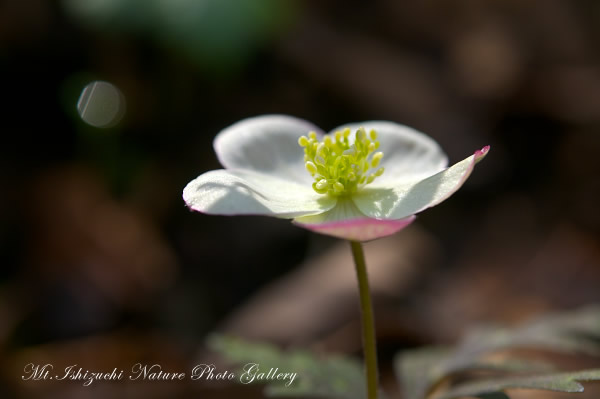 高画質写真集 No.23 －芽吹きの森の息吹－