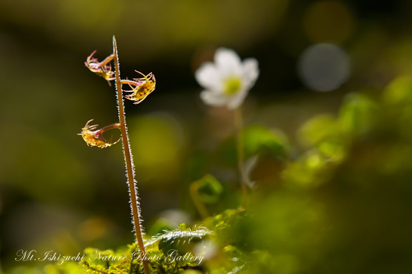 高画質写真集 No.25 －芽吹きの森の息吹－