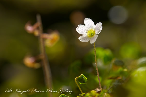 高画質写真集 No.26 －芽吹きの森の息吹－