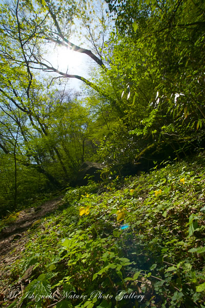 写真集 No.1 －皿ヶ峰の森（新緑と山野草）－