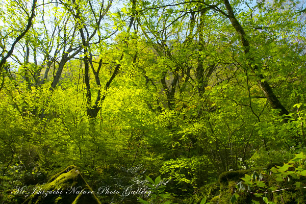 写真集 No.4 －皿ヶ峰の森（新緑と山野草）－
