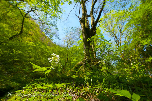 写真集 No.6 －皿ヶ峰の森（新緑と山野草）－