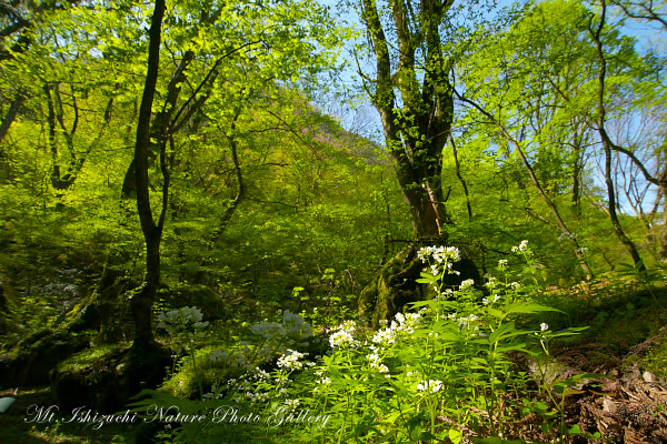 写真集 No.7 －皿ヶ峰の森（新緑と山野草）－