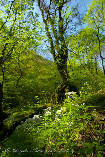 写真集 No.8 －皿ヶ峰の森（新緑と山野草）－