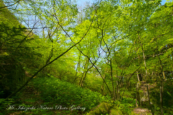 写真集 No.10 －皿ヶ峰の森（新緑と山野草）－