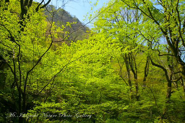 写真集 No.12 －皿ヶ峰の森（新緑と山野草）－