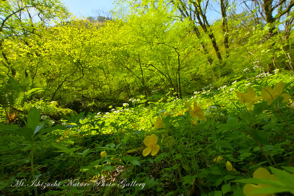 写真集 No.13 －皿ヶ峰の森（新緑と山野草）－