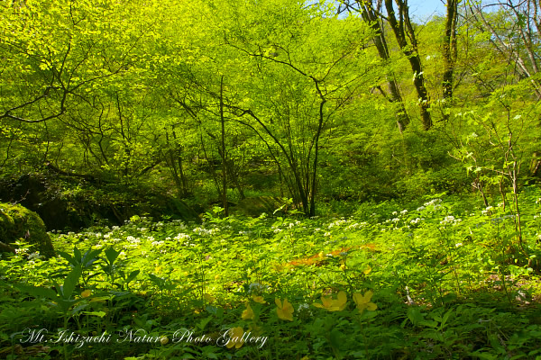 写真集 No.14 －皿ヶ峰の森（新緑と山野草）－