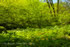 「森の庭園－新緑と山野草－」写真集(14)