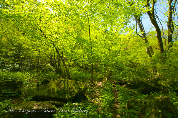 写真集 No.16 －皿ヶ峰の森（新緑と山野草）－