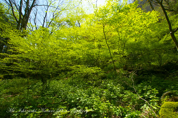 写真集 No.18 －新緑と山野草（皿ヶ峰）－