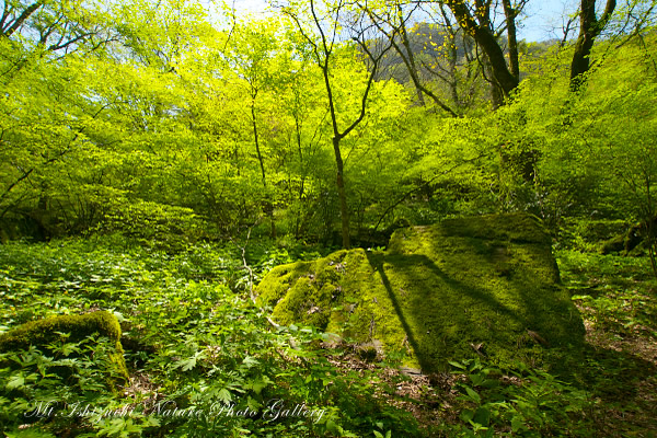 写真集 No.19 －皿ヶ峰の森（新緑と山野草）－