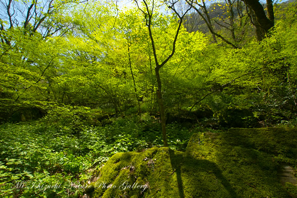 写真集 No.20 －皿ヶ峰の森（新緑と山野草）－