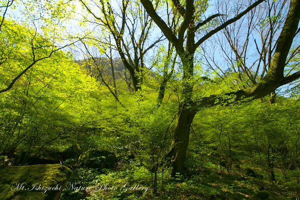 写真集 No.22 －皿ヶ峰の森（新緑と山野草）－