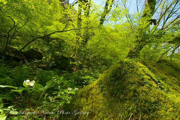 写真集 No.23 －皿ヶ峰の森（新緑と山野草）－