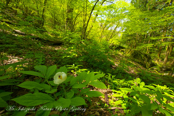 写真集 No.24 －皿ヶ峰の森（新緑と山野草）－