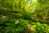「森の庭園－新緑と山野草－」写真集(24)