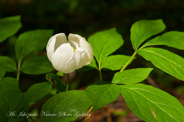 写真集 No.25 －皿ヶ峰の森（新緑と山野草）－