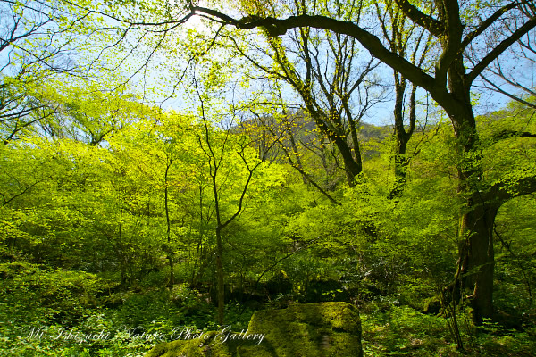 写真集 No.26 －皿ヶ峰の森（新緑と山野草）－