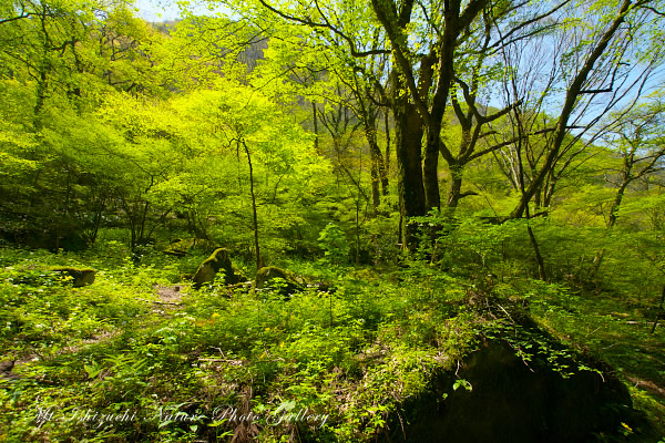 写真集 No.27 －皿ヶ峰の森（新緑と山野草）－