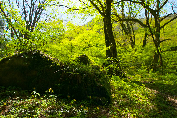 写真集 No.28 －新緑と山野草（皿ヶ峰）－