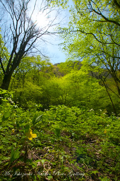 写真集 No.29 －新緑と山野草（皿ヶ峰）－