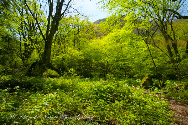 写真集 No.30 －新緑と山野草（皿ヶ峰）－