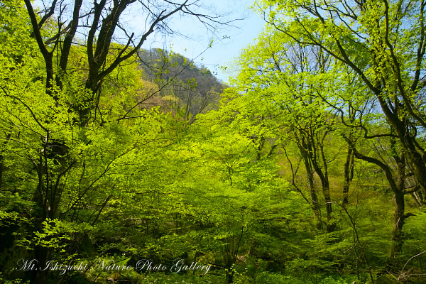 写真集 No.31 －新緑と山野草（皿ヶ峰）－